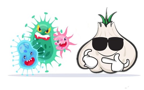 Allicin Kills Bacteria Allicin Kills Bacteria
