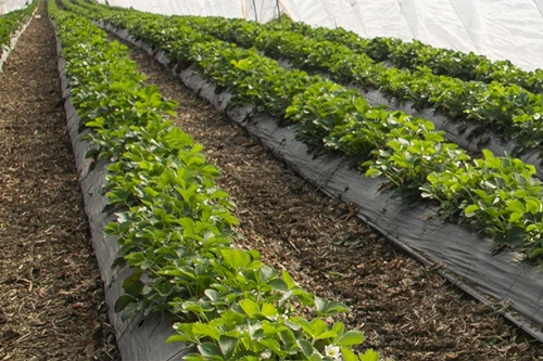 Konjac Glucomannan in Agriculture