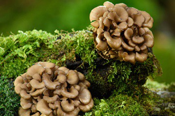 Quais são os benefícios para a saúde do extrato de cogumelo Maitake?